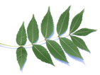 leaf of an ash