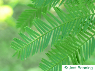 The compound leaf of Silver Wattle