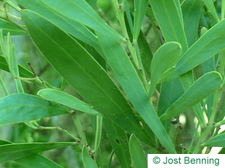 The lanceolate leaf of Dietrich Wattle