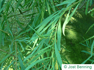 The lanceolate leaf of Ouorn Wattle