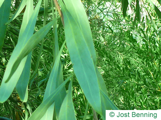 The lanceolate leaf of Water Wattle