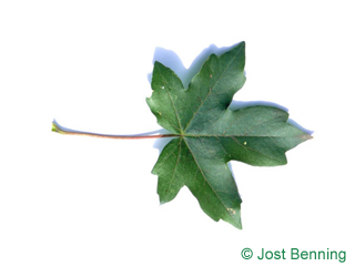 The lobed leaf of Field Maple