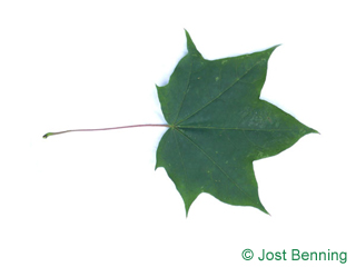 The lobed leaf of Cappadocian Maple