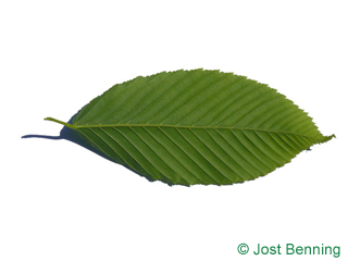 The ovoid leaf of Hornbeam Maple