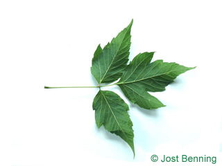 The compound leaf of Boxelder