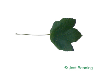 The lobed leaf of Italian Maple