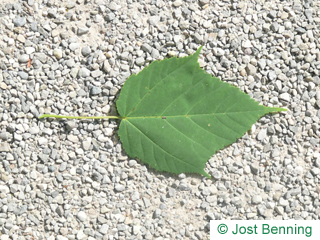 The ovoid leaf of Snake Bark Maple