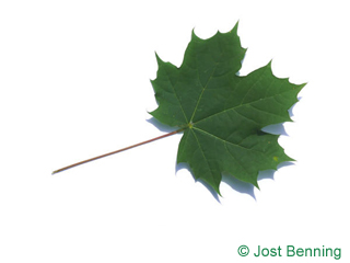 The lobed leaf of Norway Maple