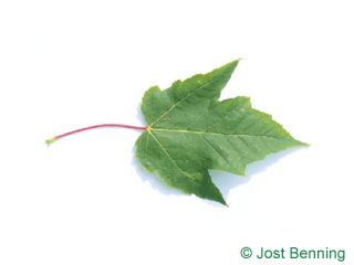 The lobed leaf of Red Maple