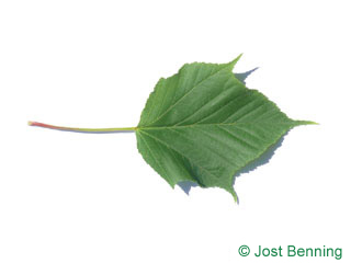 The lobed leaf of Redvein Maple