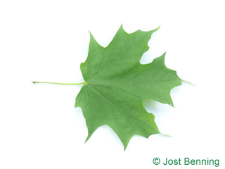 The lobed leaf of Sugar Maple