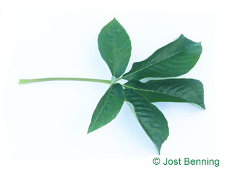 The compound leaf of California Buckeye