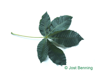 The compound leaf of buckeye leaves