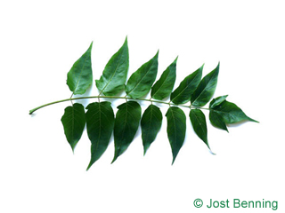The compound leaf of Tree Of Heaven