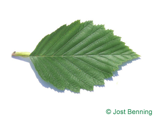 The ovoid leaf of Grey Alder