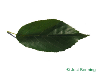 The ovoid leaf of Spaeth's Alder