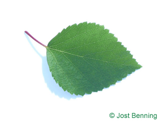The ovoid leaf of Blue Birch
