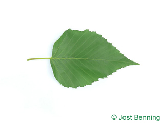 The ovoid leaf of Ermans Birch