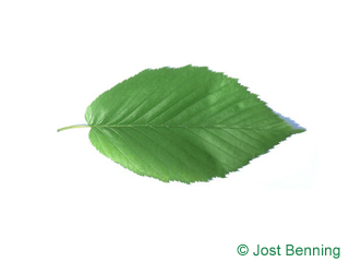The ovoid leaf of Black Birch