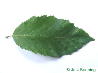 The ovoid leaf of European Hornbeam