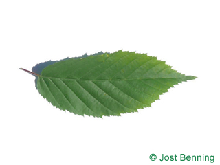 The ovoid leaf of American Hornbeam