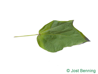 The lobed leaf of Red-Leaved Indian Bean Tree