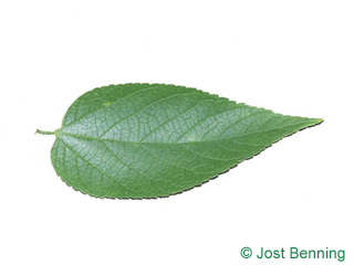 The ovoid leaf of Common Hackberry