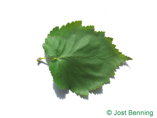 The heart-shaped leaf of Turkish Filbert Hazel