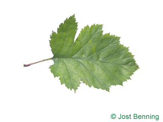 The ovoid leaf of Canadian Hawthorn