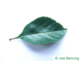 The ovoid leaf of Cockspur Hawthorn