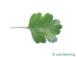 The ovoid leaf of Redthorn