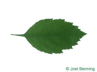 The ovoid leaf of Downy Hawthorn