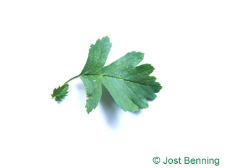 The ovoid leaf of Common Hawthorn