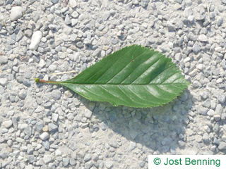 The ovoid leaf of Frosted Hawthorn