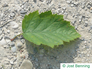 The ovoid leaf of Quebec Hawthorn