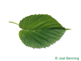 The ovoid leaf of Handkerchief Tree