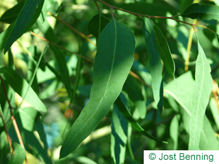 The lanceolate leaf of Red River Gum