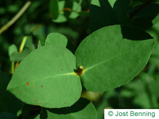 The ovoid leaf of Tasmanian Swow gum