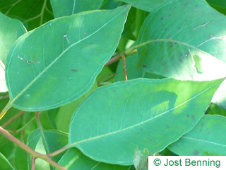 The ovoid leaf of Grey Ironbark