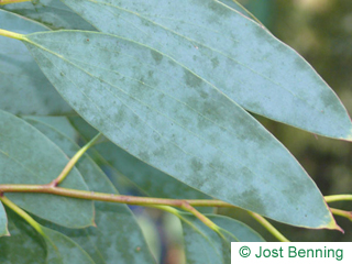 The lanceolate leaf of Snow Gum