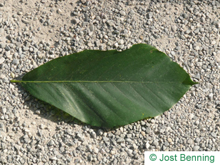 The ovoid leaf of Japanese Beech