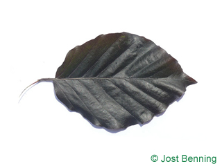 The ovoid leaf of Dawyk Beech