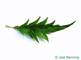 The sinuate leaf of Cut Leaf Beech