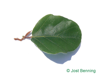 The rounded leaf of Round-leaved European Beech