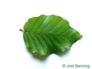 The ovoid leaf of European Beech