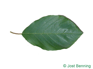 The ovoid leaf of Alder Buckthorn