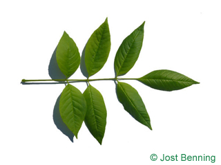 The compound leaf of Pumpkin Ash