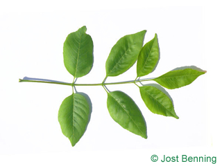 The compound leaf of Texas Ash