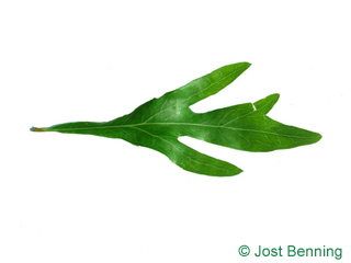 The compound leaf of Silky Oak