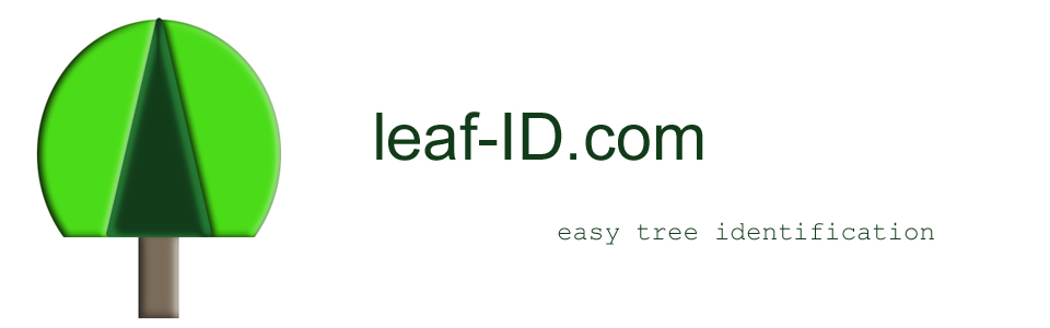 Tree identification key printable